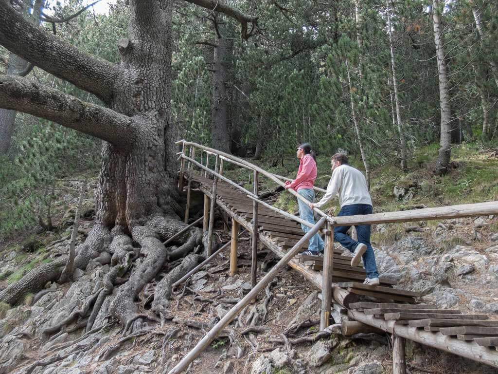 Tourists to Baykusheva pine | Lucky Bansko