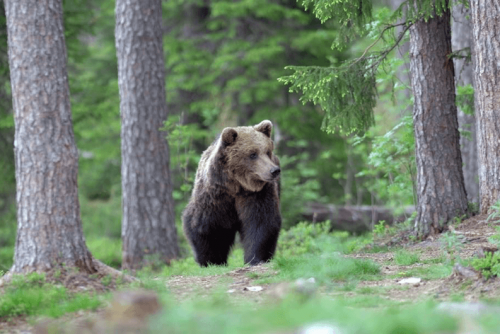 Медведи в Белицком парке | Lucky Bansko