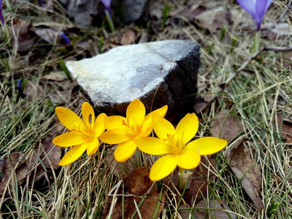 Flora din Pirin | Lucky Bansko