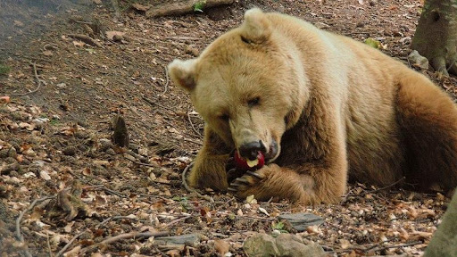 Excursie la Parcul Belitsa | Lucky Bansko