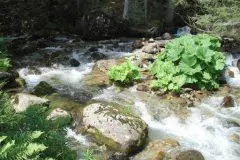 Река Бистрица в Пирин планина