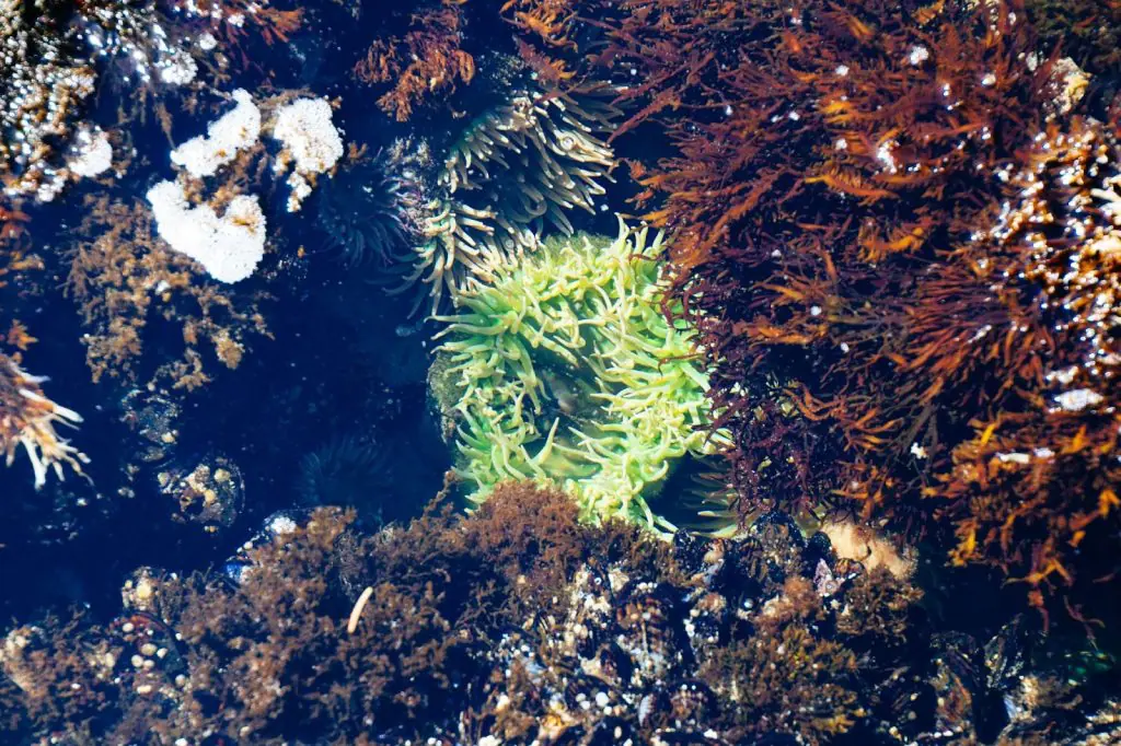 различни видове водорасли в естествена морска среда