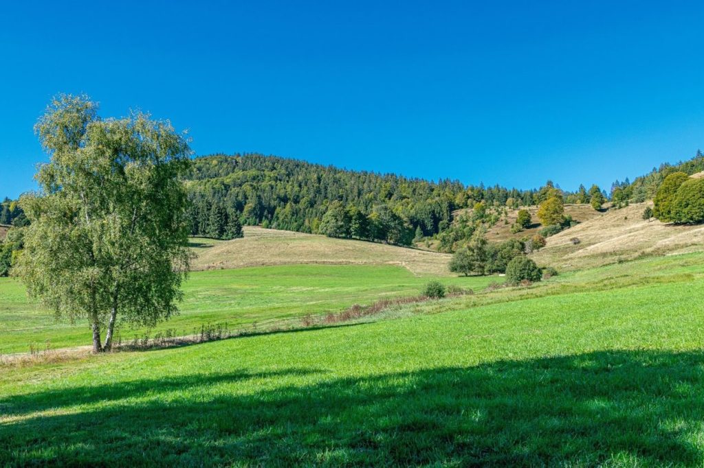 Природна гледка в планината през лятото