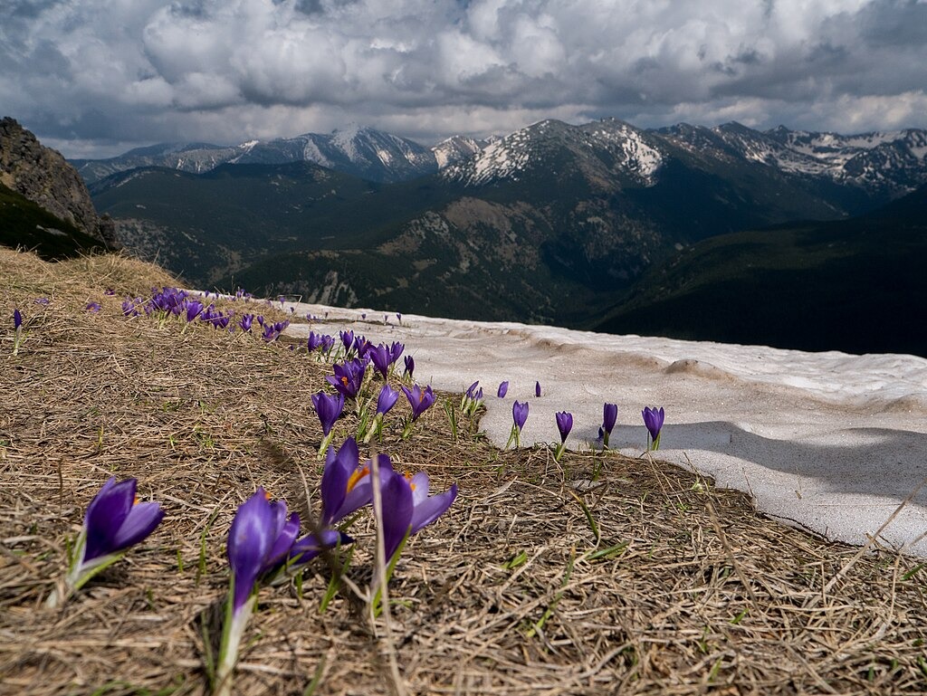 гледка към заснежените върхове на Рила